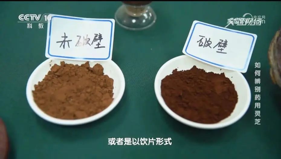 CCTV10走進上海市農業科學院，看專家如何挑選靈芝孢子粉！